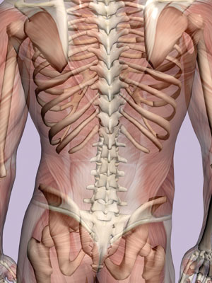 musclebones.jpg
