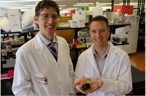 Researchers Steinberg (left) and Adam Bujak holding a mouse lacking AMPK in its muscle.