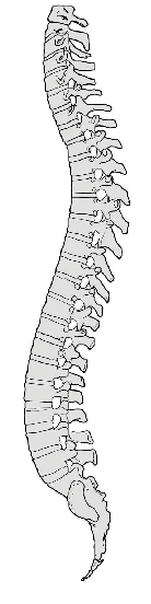 spine1.jpg